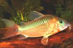 Photo Aquarium Fish Corydoras aeneus, Gold