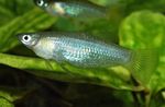 Alfaro cultratus Freshwater Fish  Photo