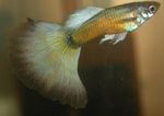 Photo Aquarium Fish Guppy (Poecilia reticulata), Gold