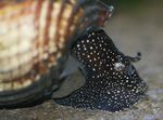 fénykép édesvízi kagyló Nyúl Csiga Tylomelania (Tylomelania towutensis), bézs