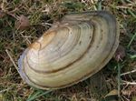  clam shell Teichmuschel  Foto