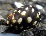 River Nerite Theodoxus Photo and care