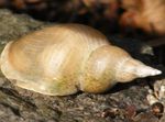 Freshwater Clam elongated spiral Great Pond Snail  Photo