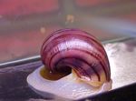 Photo Freshwater Clam Mystery Snail, Apple Snail (Pomacea bridgesii), pink