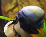 фотографија Слатководна Шкољка Mystery Snail, Apple Snail (Pomacea bridgesii), плава
