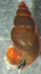 Magevee Merekarp pikliku spiraal Uus-Meremaa Muda Tigu  Foto