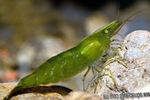 Photo Aquarium Green Shrimp (Caridina cf.babaulti Green), green