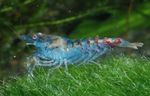 ლურჯი მარგალიტი Shrimp სურათი და ზრუნვა