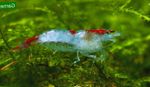 Photo Aquarium Rili Shrimp (Neocaridina heteropoda sp. Rili), blue