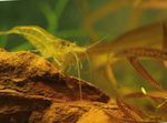 Yellow Shrimp Photo and care