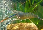 Photo Aquarium Macrobrachium shrimp, blue