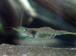 გვინეის გუნდი Shrimp სურათი და ზრუნვა