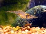 Photo Aquarium Guinea Swarm Shrimp (Desmocaris trispinosa), brown