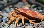 Gândac Raci crab  fotografie