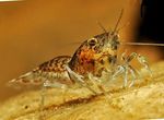 Cambarellus Puer crayfish  Photo