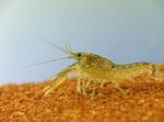 Cambarellus Ninae crayfish  Photo