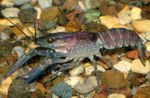 Blár Crayfish krabbamein  mynd