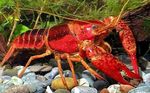 წითელი ჭაობში Crayfish სურათი და ზრუნვა