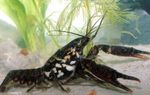შავი Mottled Crayfish სურათი და ზრუნვა