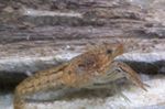 foto Acquario Gamberi Di Marmo (Procambarus sp. marble crayfish), marrone