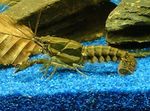 Sly Crayfish Photo and care