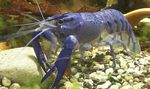 Kék Hold Cray rák (crayfish)  fénykép