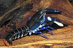 Cherax Sp. Blue Moon Photo and care