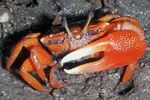 წითელი Mangrove Crab ცხრაფეხები  სურათი