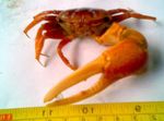 Fiddler Crab ცხრაფეხები  სურათი