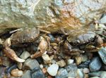 Mud Crab краба  фотографија