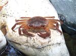 მტკნარი Crab ცხრაფეხები  სურათი
