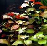 Creeping ludwigia, Narrow-leaf ludwigia Freshwater Plants  Photo