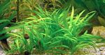Foto Aquarienpflanzen Echinodorus Latifolius (Echinodorus latifolius, echinodorus xingu), Grün