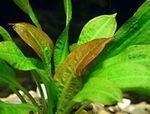 Foto Aquarienpflanzen Echinodorus Mucronatum, Rot
