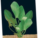 Foto Aquarienpflanzen Radicans Schwert (Echinodorus cordifolius), Grün