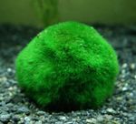 Japanese Moss Ball Photo and care