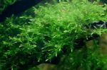 Willow moss Freshwater Plants  Photo