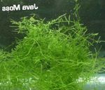 Java moss Photo and care