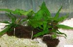 Java fern Photo and care