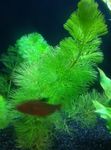 Tropical Hornwort Photo and care