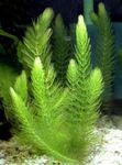 Hornwort Photo and care