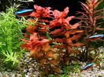 Giant Red Rotala Photo and care