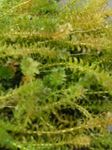 Canadian Pond weed Photo and care