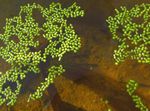 Rootless Duckweed Photo and care