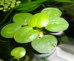 Limnobium stoloniferum Freshwater Plants  Photo