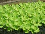 Water Lettuce Freshwater Plants  Photo