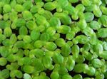 Common Duckweed, Lesser Duckweed Photo and care
