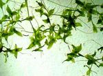 Lemna trisulca Freshwater Plants  Photo