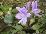 Water hyacinth Photo and care