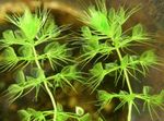 Photo Waterwheel Plant (Aldrovanda vesiculosa), Green